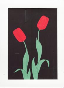 Twee rode tulpen met zwarte achtergrond.